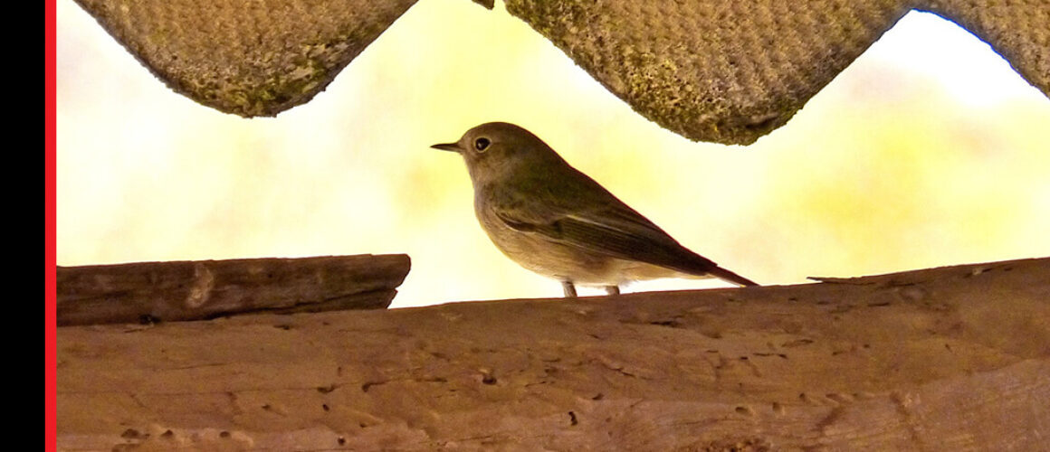 Tiere auf dem Dachboden