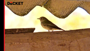 Tiere auf dem Dachboden