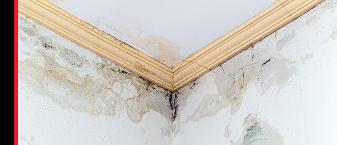 Dachboden Schimmel entfernen